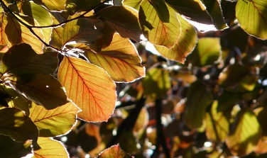 Symbolbild Laub Baum Blutbuche Herbst