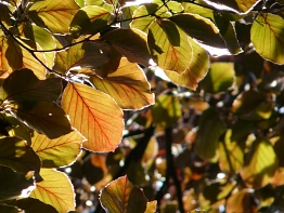 Symbolbild Laub Baum Blutbuche Herbst